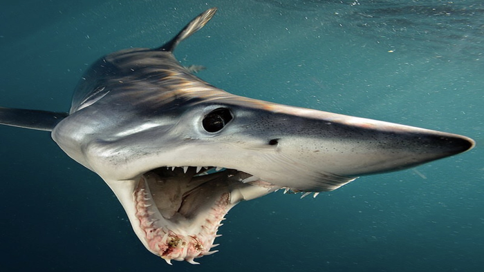 mako shark